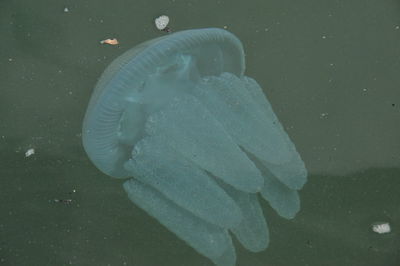 Close-up of fish swimming in sea
