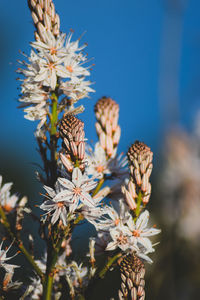 Close-up of bee on flower