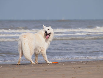 Dog on the beach