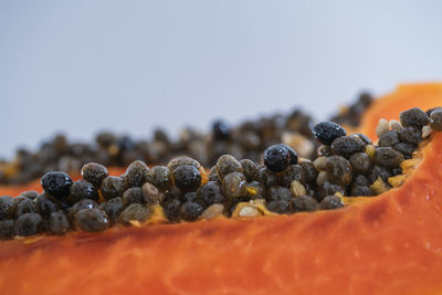 Close-up of papaya 