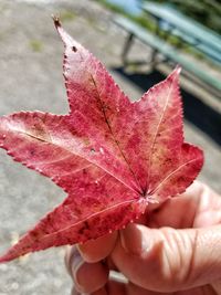 Close-up of red maple leaf in water