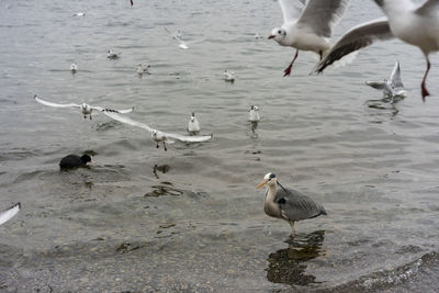 Flock of seagulls at the lake