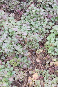 Full frame shot of ivy growing on field