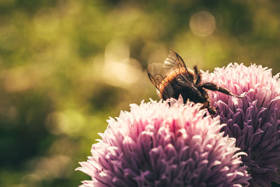 Close-up of bee pollinating on flower