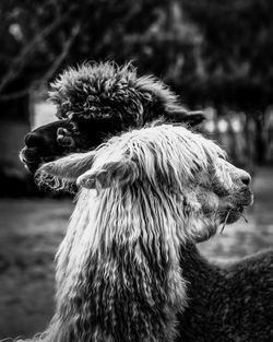 Close-up of alpaca on field