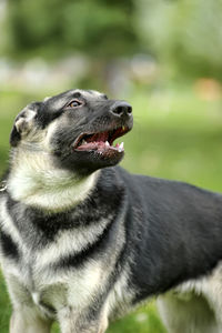 Close-up of dog looking away