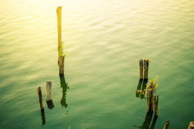 High angle view of plants in lake