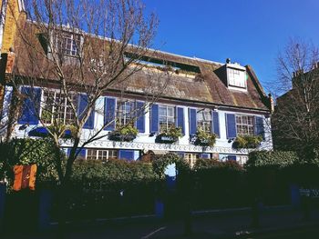 Plants growing by building against blue sky