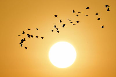 Low angle view of birds flying in sky