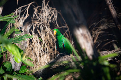 Bird perching on a tree