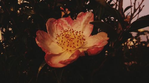 Close-up of flower at night