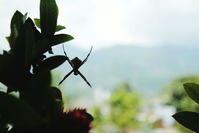 Close-up of insect on plant