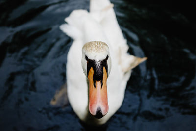 Close-up of swan swimming in lake