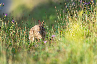 A wild rabbit grazing in the sunshine in the pasture.