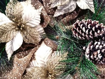 Close-up of pine cone on tree during winter