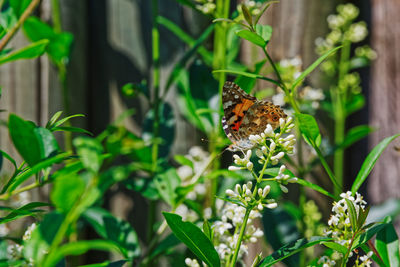 Close-up of butterfly pollinating on flower