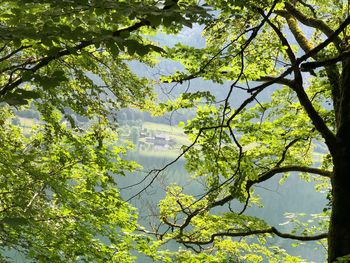 Low angle view of trees in forest against sky