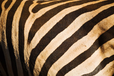 Full frame shot of zebra