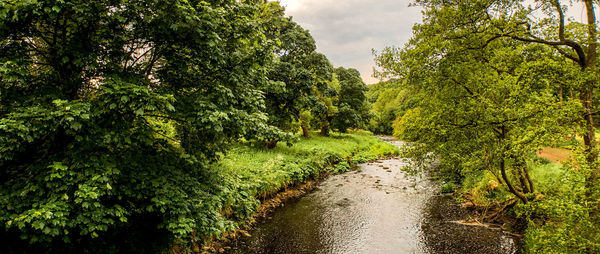 Scenic view of stream amidst trees in forest against sky