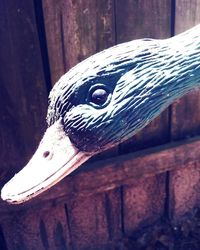 Close-up of lizard on wood