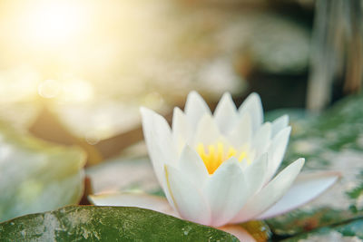 Close-up of lotus water lily