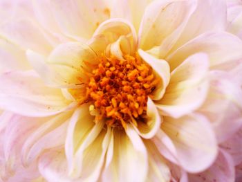 Full frame shot of pink flower
