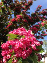 Close-up of pink flowers blooming on tree