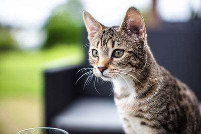 Close-up portrait of a cat