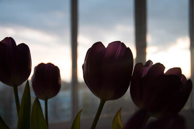 Close-up of tulips against sky