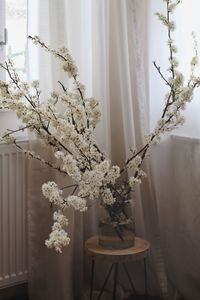 Potted plant on table at home