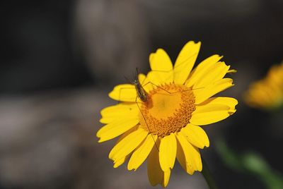 Close-up of butterfly pollinating on yellow flower