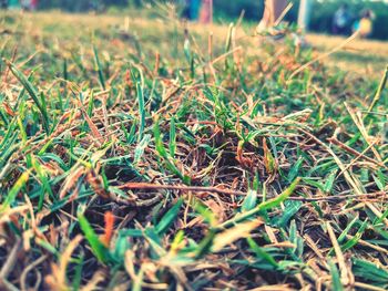 Close-up of grass on field