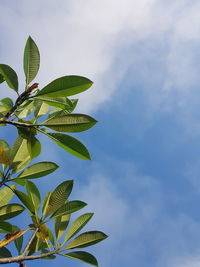 Low angle view of plant against sky background 