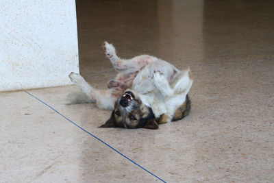 Dog lying on floor