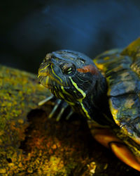 Close-up of tortoise 