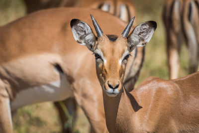 Close-up portrait of impala standing in forest