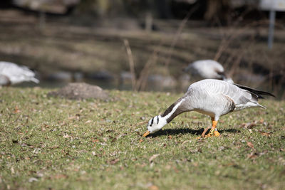 Close-up of bird on field