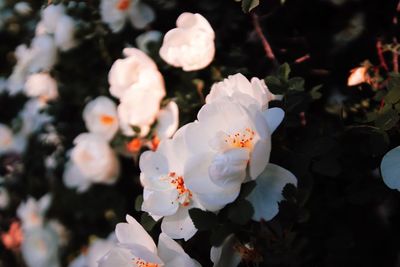 Close-up of white flowering plant