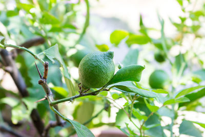 Plants in the home garden on a sunny day