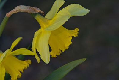 Close-up of yellow flower