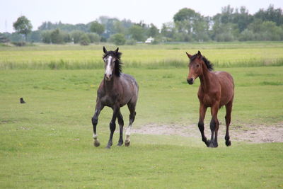 Horses on grassy field