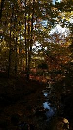 Trees in forest