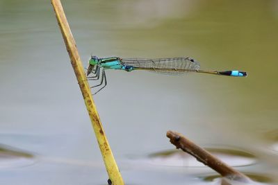 Close-up of damselfly on twig