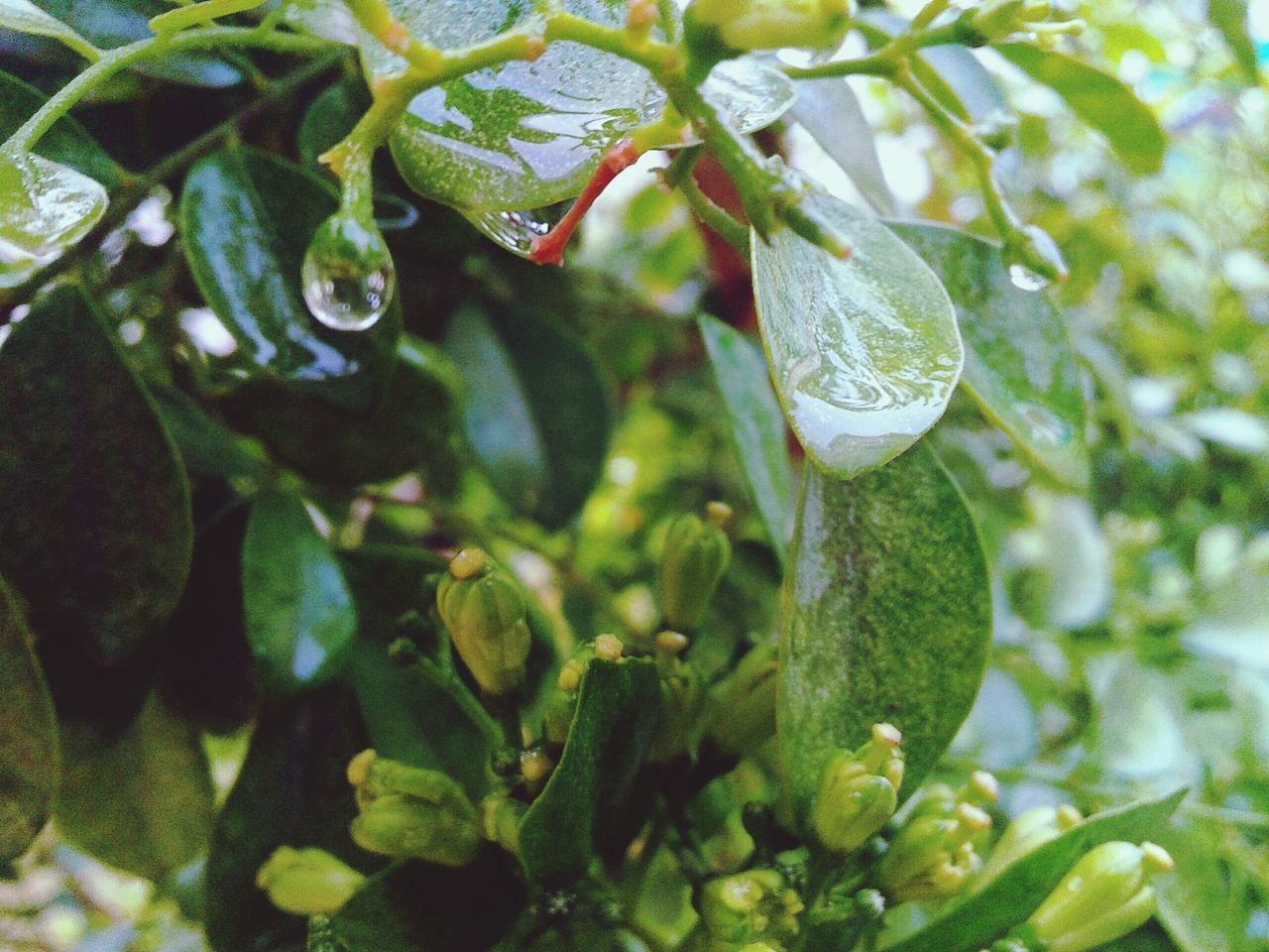 leaf, green color, close-up, freshness, growth, water, plant, fruit, food and drink, nature, focus on foreground, drop, wet, beauty in nature, green, day, healthy eating, no people, selective focus, outdoors