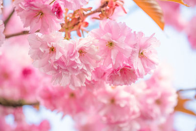 Close-up of pink cherry blossom