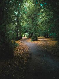 Footpath amidst trees in forest during autumn