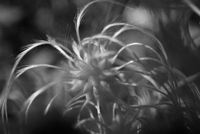 Close-up of flowering plant