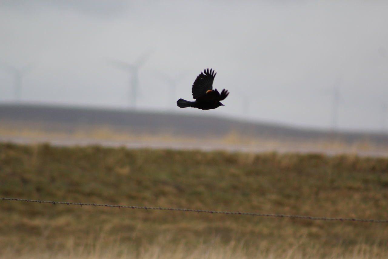 VIEW OF BIRD FLYING OVER A FIELD