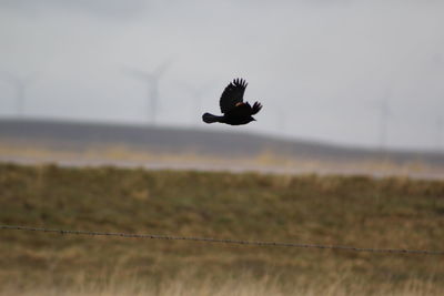 Bird flying over a field