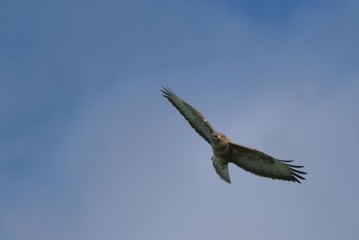 Low angle view of buzzard flying in sky